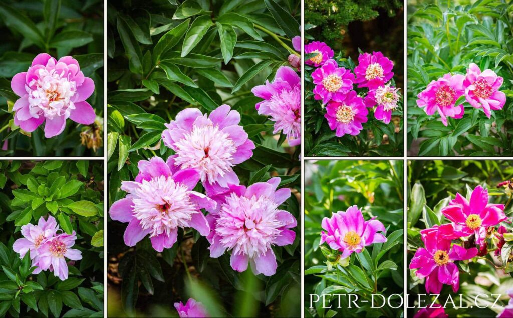 detaily květů pivoněk