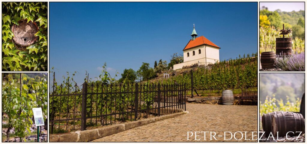 Vinice sv. Kláry v Botanické zahradě Praha