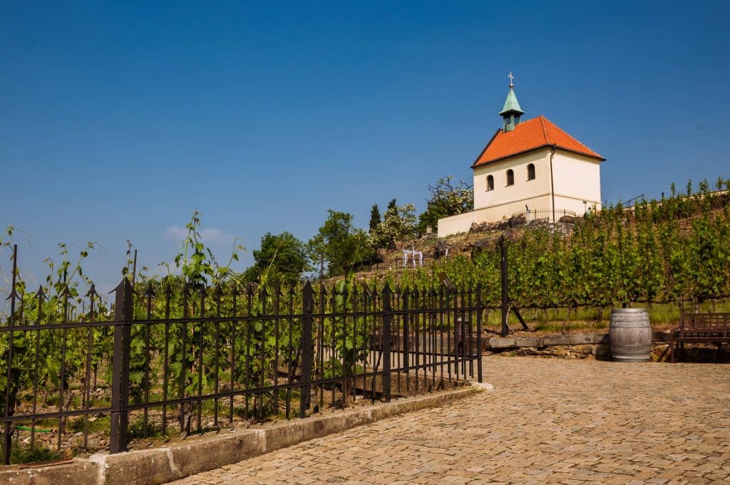 Vinice sv. Kláry - Botanická zahrada Praha
