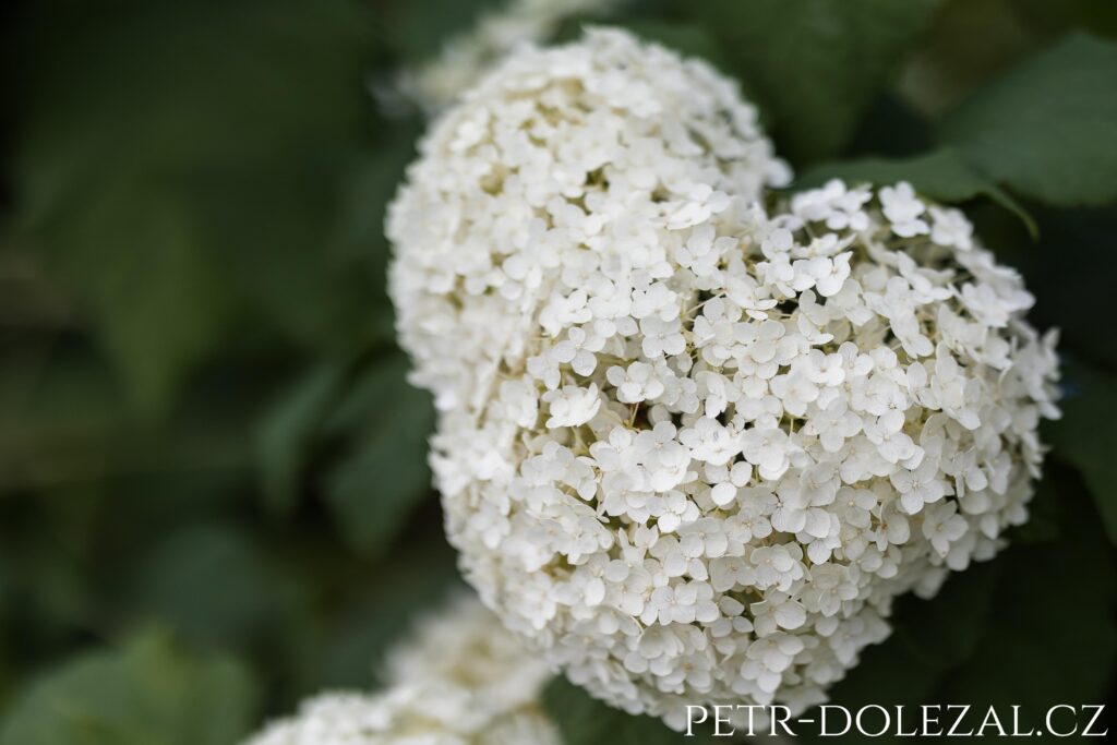 bílá hortenzie ve tvaru srdce