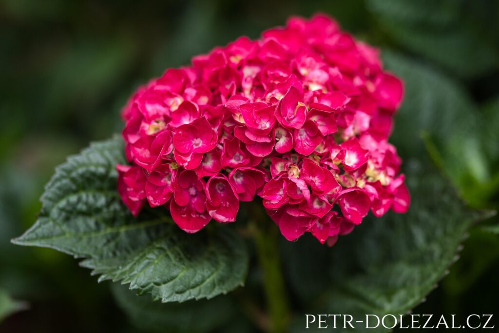 červená hortenzie