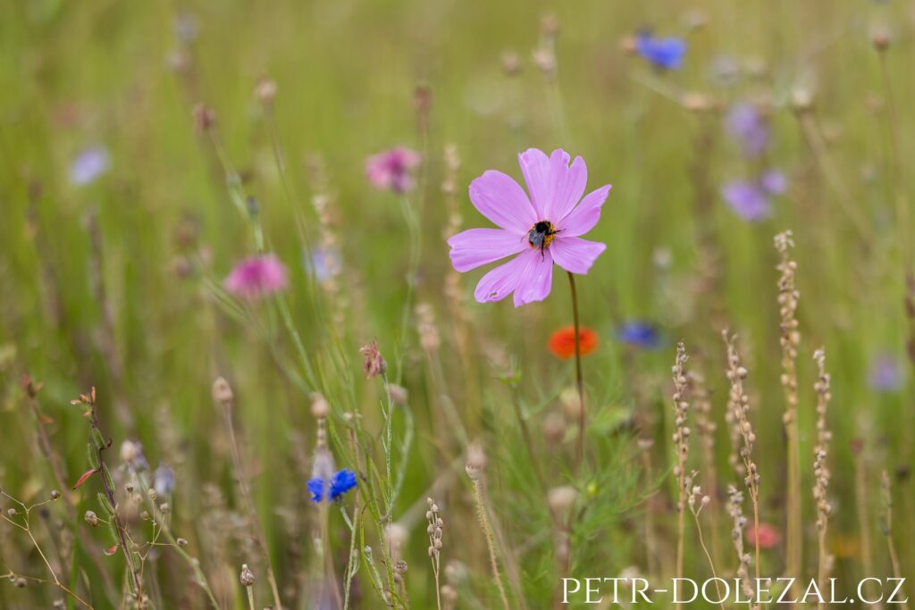 čmelák opylující kosatec