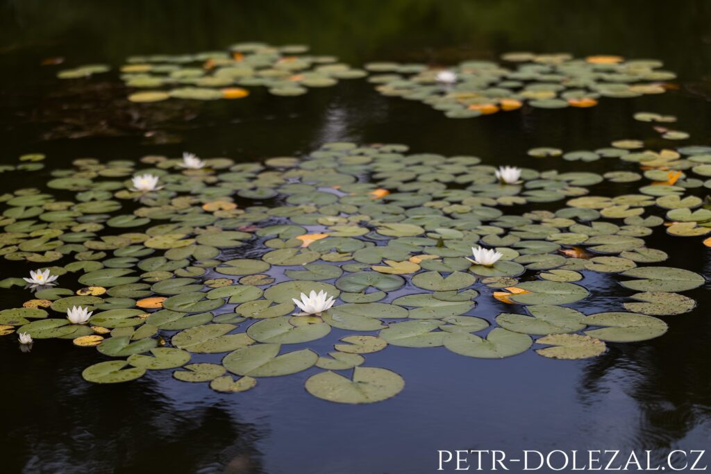 lekníny na vodní hladině