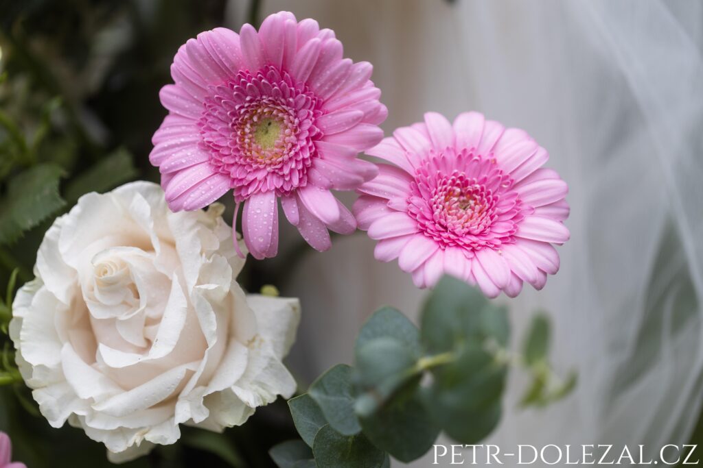 Růžové gerbery s bílou růží