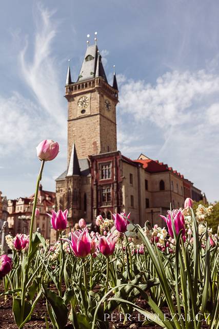 Old Town Hall with tulips in foreground