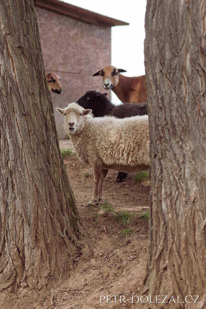 Čtyři ovce mezi dvěma stromy, dívající se do fotoaparátu