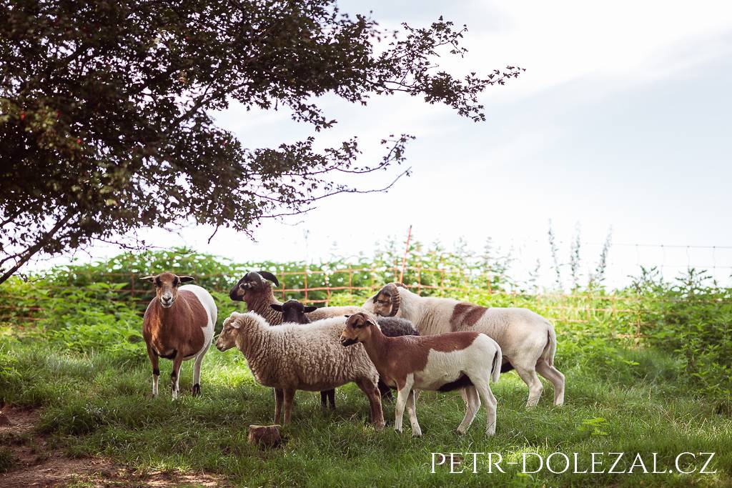 Ovce a kozy na trávě