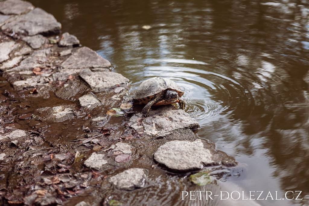 Želva s jednou nohou ve vodě