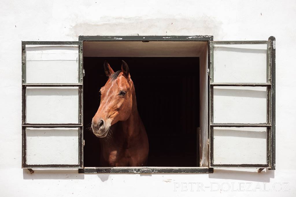 Kůň vyhlížející z okna stáje.