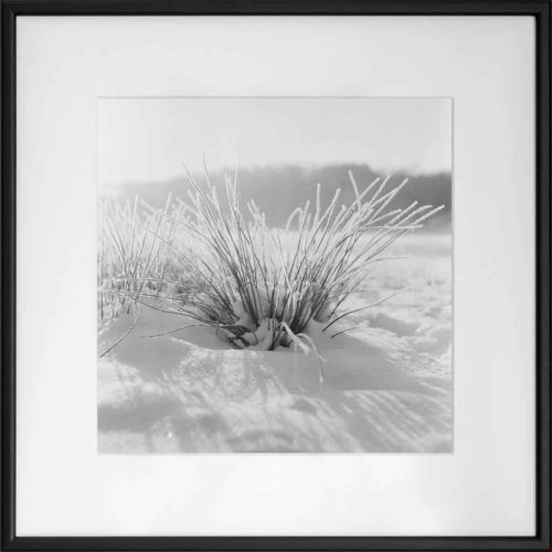 detail rostlin s námrazou, černobílá umělecká fotografie Mamyia C330 Professional
